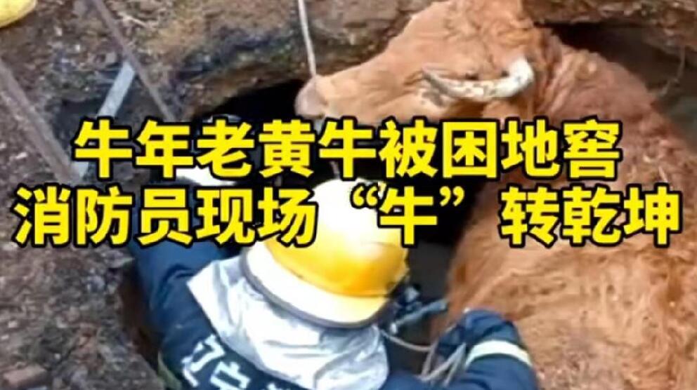 牛年老黃牛被困地窖，消防員現(xiàn)場(chǎng)“牛”轉(zhuǎn)乾坤！